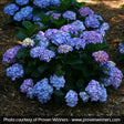 Let's Dance&reg; Blue Jangles&reg; Reblooming Hydrangea