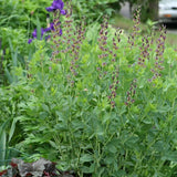 Twilite Prairieblues&trade; False Indigo