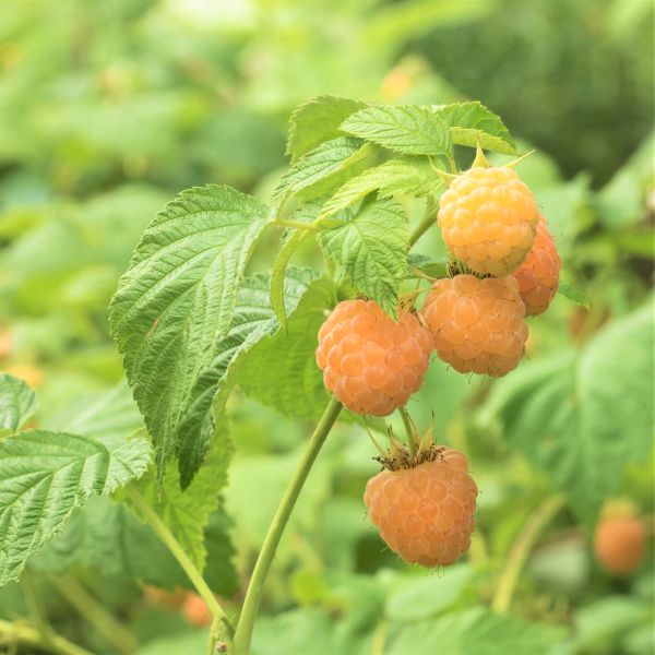 Cascade Gold Raspberry Bush