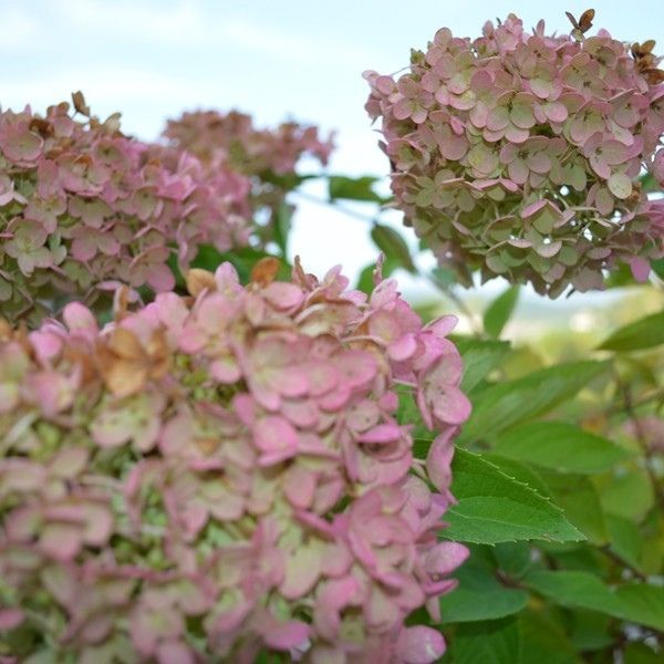 PeeGee Panicle Hydrangea