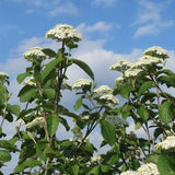 Lantana Viburnum