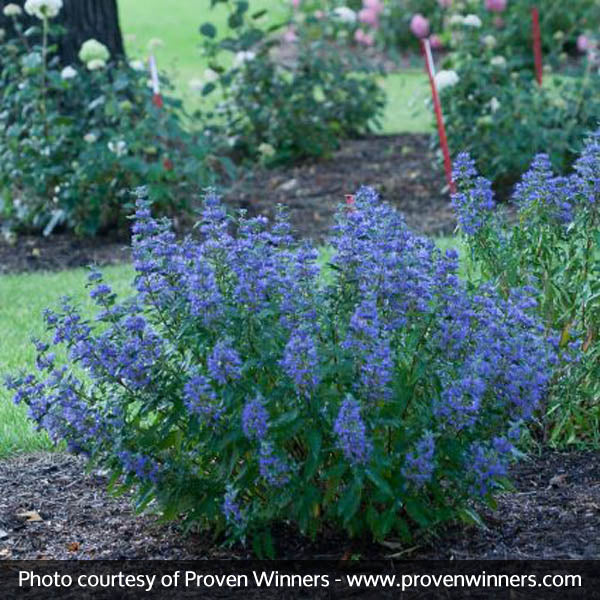 Proven Winners? Beyond Midnight? Bluebeard