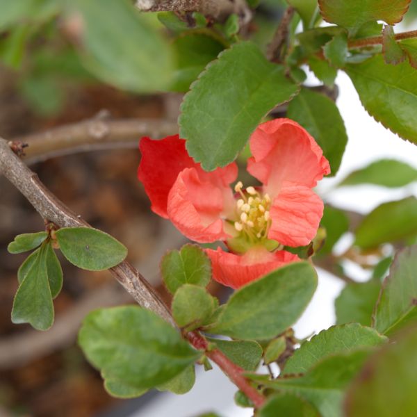 Texas Scarlet Flowering Quince