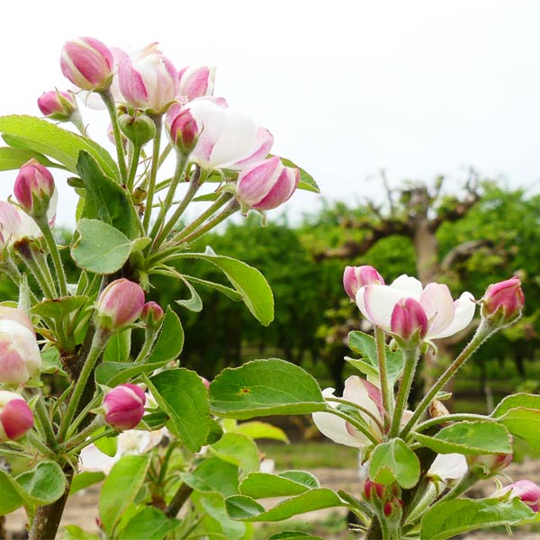 Sundowner Apple Tree