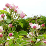 Sundowner Apple Tree