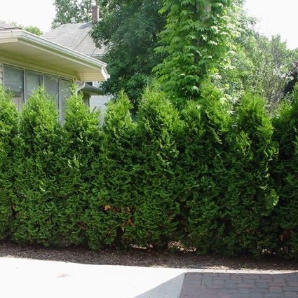 Pyramidalis Arborvitae