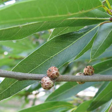 Willow Oak Tree