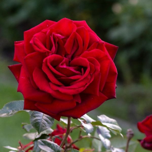 Ingrid Bergman&reg; Hybrid Tea Rose