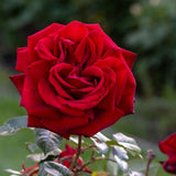 Ingrid Bergman&reg; Hybrid Tea Rose