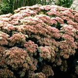 Autumn Fire Sedum