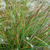 Piglet Fountain Grass