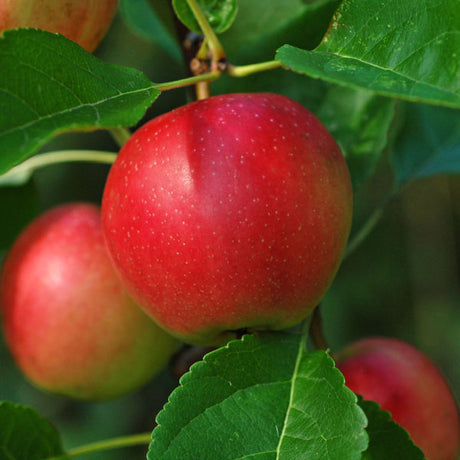 Summerred Apple Tree