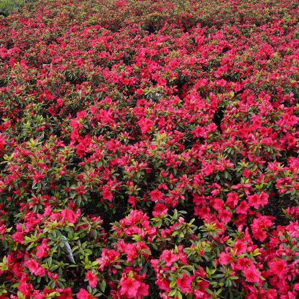 Red Wing Azalea