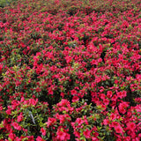 Red Wing Azalea