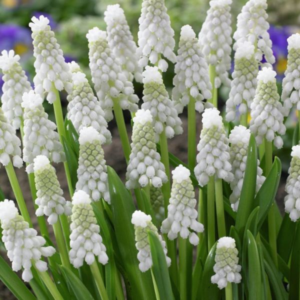 Siberian Tiger Muscari