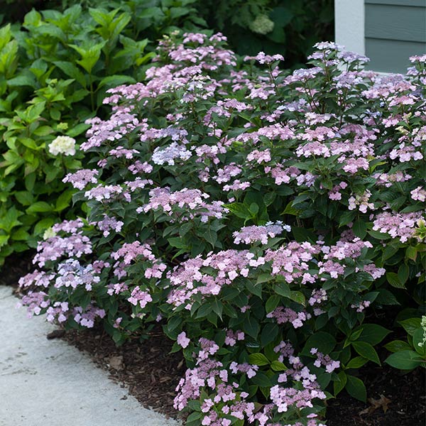 Tiny Tuff Stuff&trade; Hydrangea