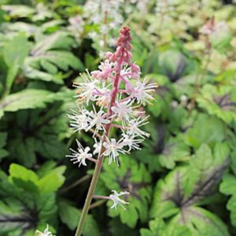 Sugar and Spice Foam Flower Tiarella