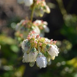 Chippewa Blueberry Bush