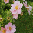 Happy Face&reg; Pink Paradise Potentilla