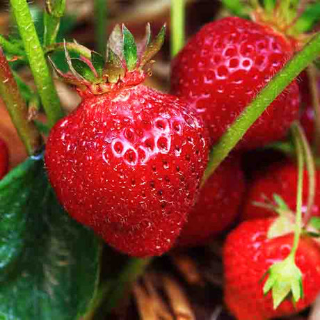 Earliglow Strawberry Plant