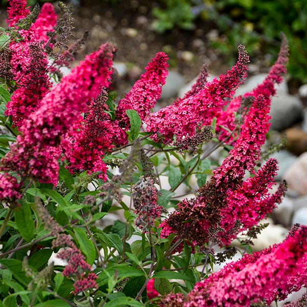 MONARCH&reg; Prince Charming Butterfly Bush