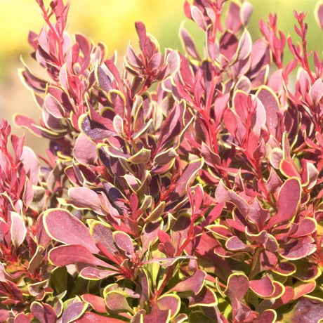 Golden Ruby Barberry