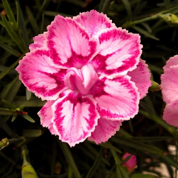 Star&trade; Starburst Dianthus