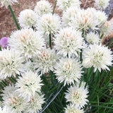 White Flowering Chives