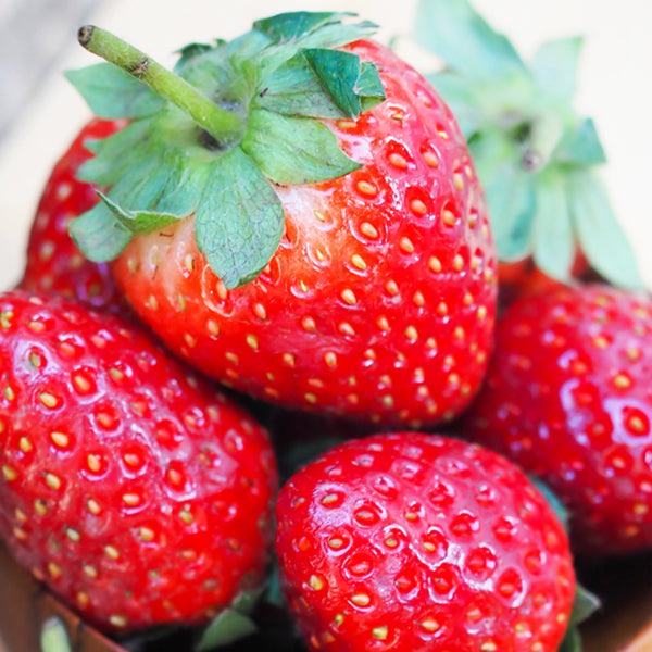 Albion Strawberry Plants