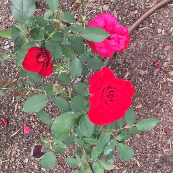 Opening Night&trade; Hybrid Tea Rose