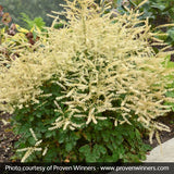 Aruncus Chantilly Lace