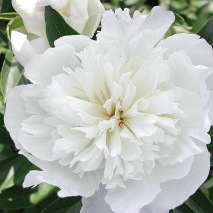 Duchesse de Nemours Peony