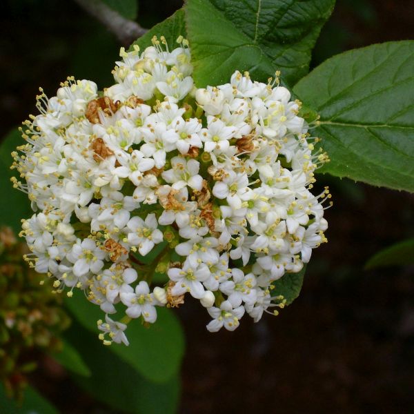 Lantana Viburnum