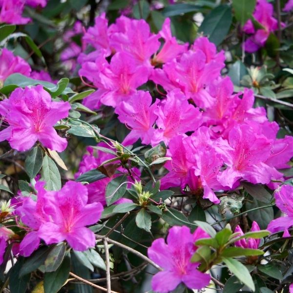 Girard's Fuchsia Evergreen Azalea