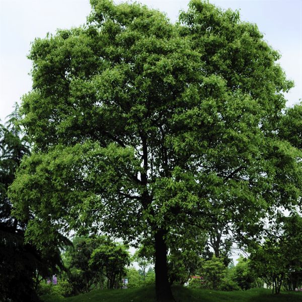 Ginkgo biloba