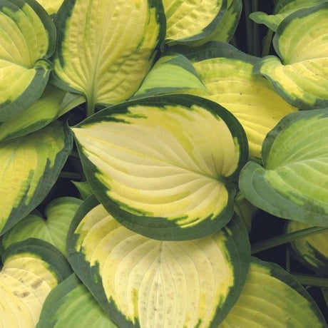 Orange Marmalade Hosta