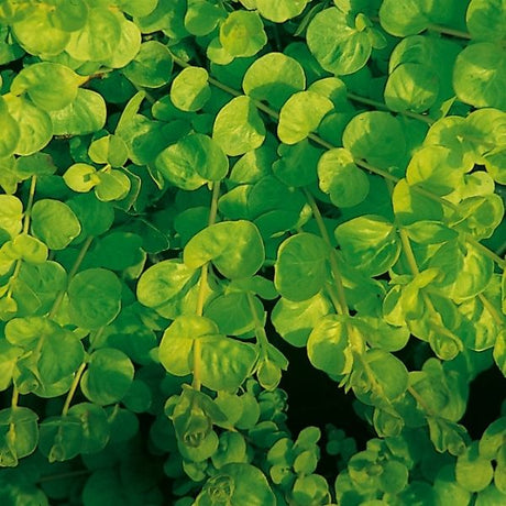 Goldilocks Moneywort