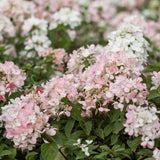 First Editions&reg; Diamond Rouge&trade; Panicle Hydrangea