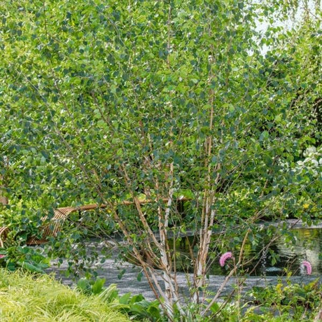 Audubon&reg; Native River Birch