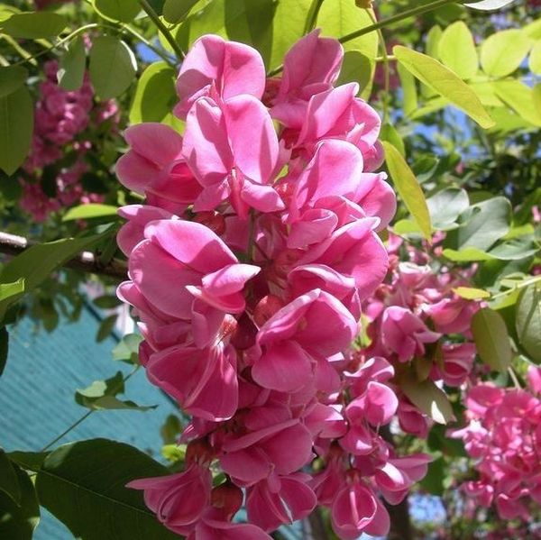 Purple Robe Locust Tree