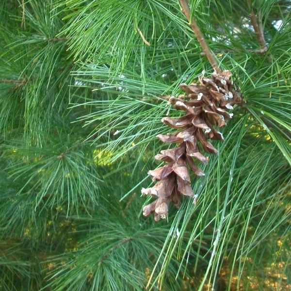 Audubon&reg; Native Eastern White Pine