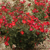 Home Run&reg; Shrub  Rose