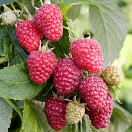 Joan J Raspberry Bush