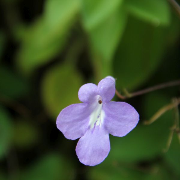 Concord Blue African Violet Streptocarpella