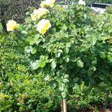 Julia Child&trade; Floribunda Rose Tree