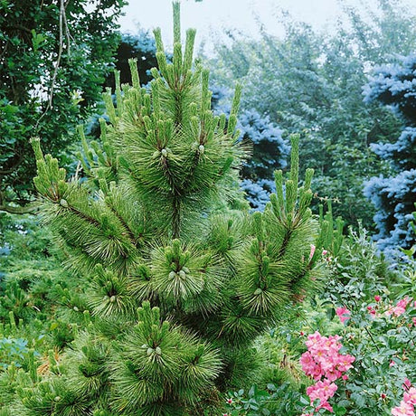 Thunderhead Japanese Black Pine