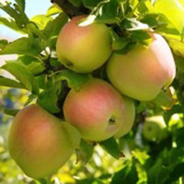 Pink Pearl Apple Tree