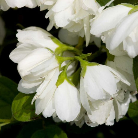 Snowbelle Mock Orange