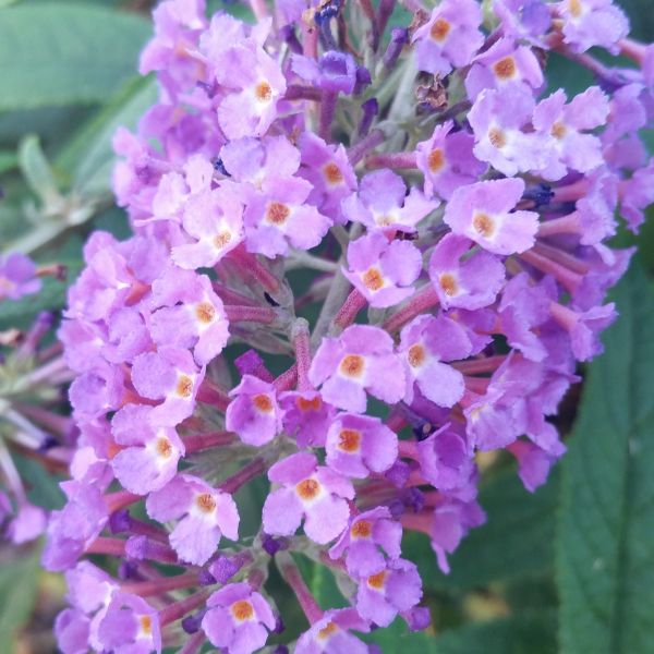 Lo & Behold&reg; Purple Haze Butterfly Bush