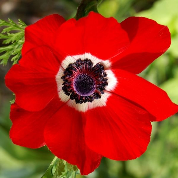 Hollandia Anemone